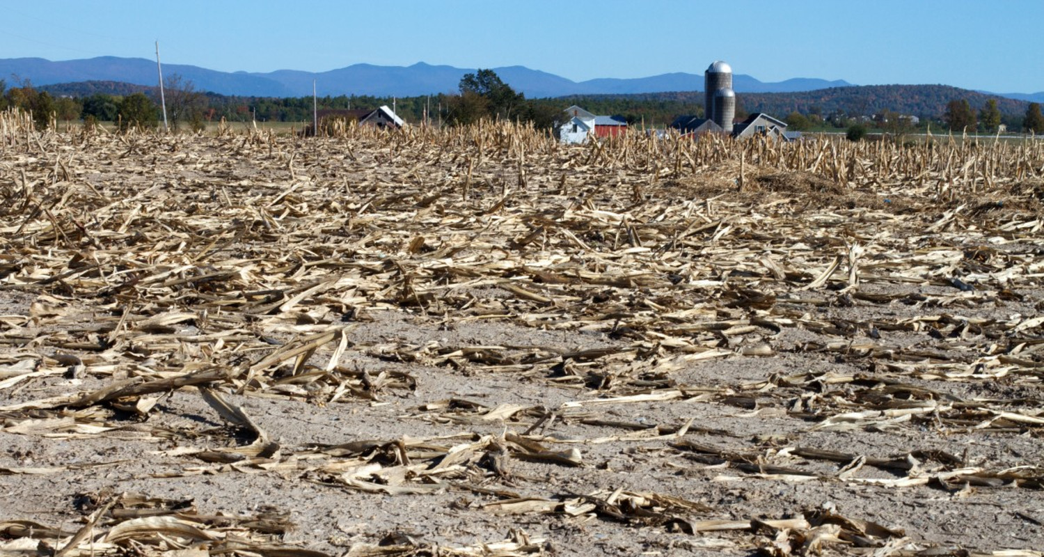 Failed Crop in Drought